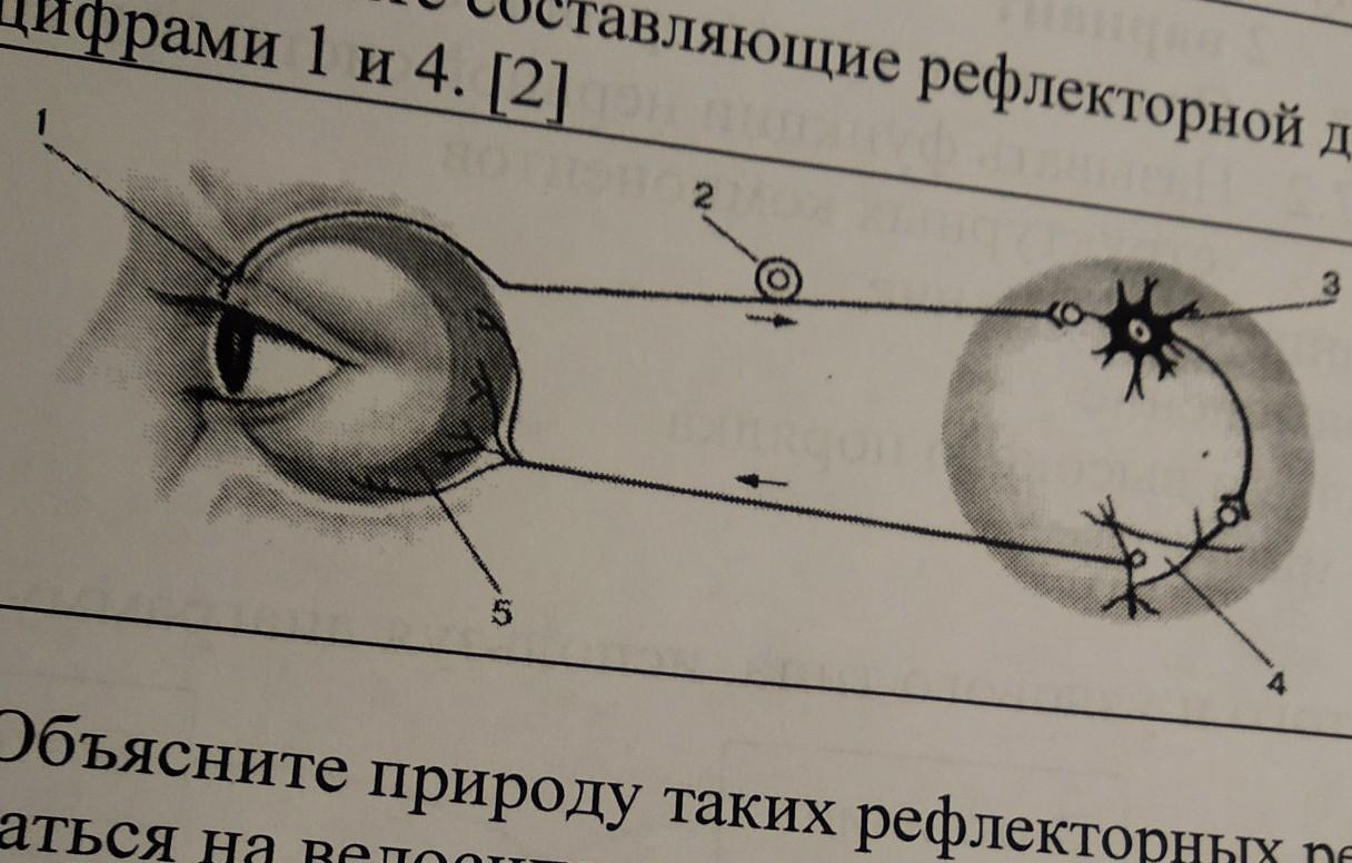 Схема мигательного рефлекса