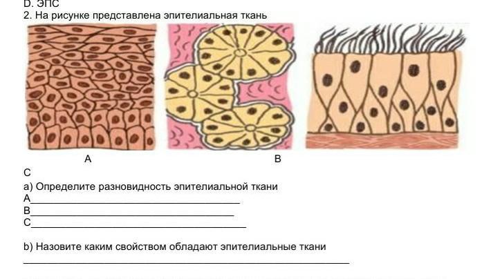 Какими буквами обозначены изображения соединительной ткани