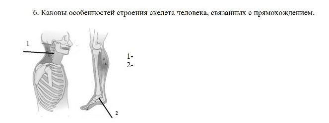 Особенности строения скелета человека связанные с прямохождением