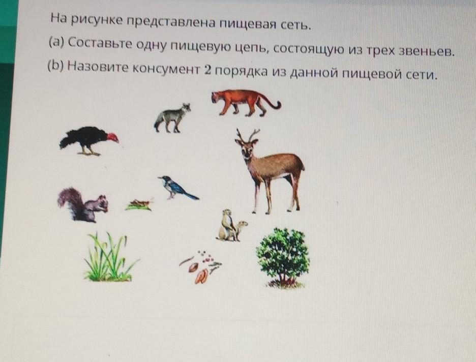 Составить пищевую цепь из 5 звеньев. Пищевая цепочка состоящая из 5 звеньев. Пищевая цепочка из 3 звеньев. Пищевая цепь из 3 звеньев. Пищевая цепь из трех звеньев.