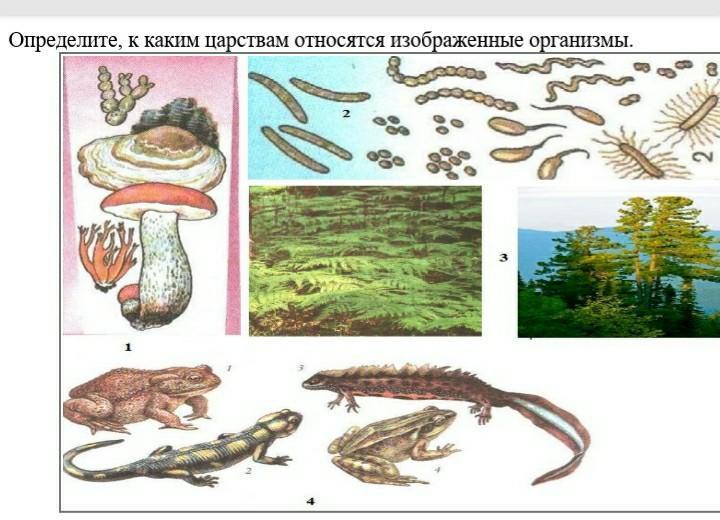 Какие организмы изображенные на рисунке 3. К какому царству относится организм изображенный на рисунке. К каким царствам относятся организмы. К царству живых организмов относятся. Распределите изображенные организмы по царствам.