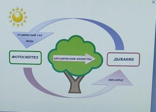 Выберите все утверждения которые соответствуют. Рассмотрите схему и выберите верные утверждения.. Рассмотрите схему разновидностей и выбери истинные утверждения. Рассмотрите схему разновидностей выберете истинное утверждение. Рассмотрите схему объясните представленный процесс.