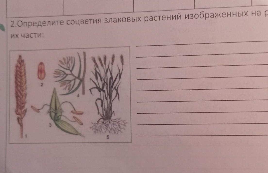 Рассмотрите растения изображенные на рисунках определите отделы к которым их