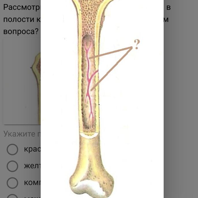 Полость кости. Костномозговая полость кости.