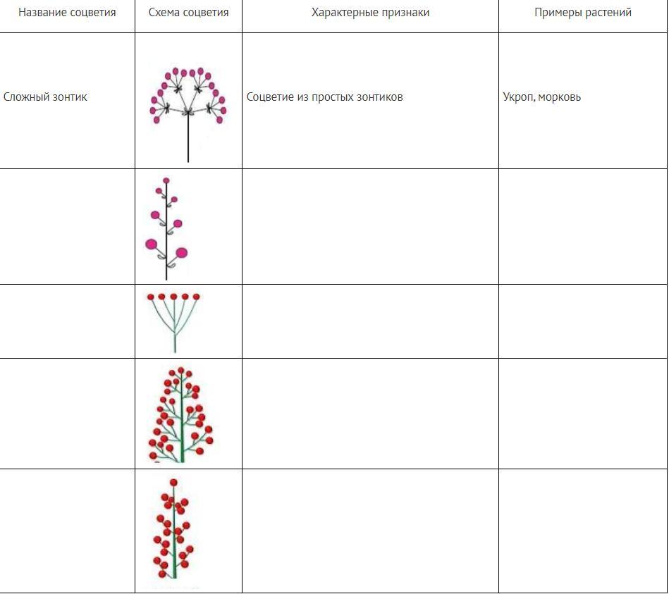 Тест цветок соцветие 6 класс. Таблица соцветия биология 6 класс. Таблица типы соцветий 6 класс биология. Тип соцветия таблица биология 6. Таблица по биологии 6 класс соцветия.