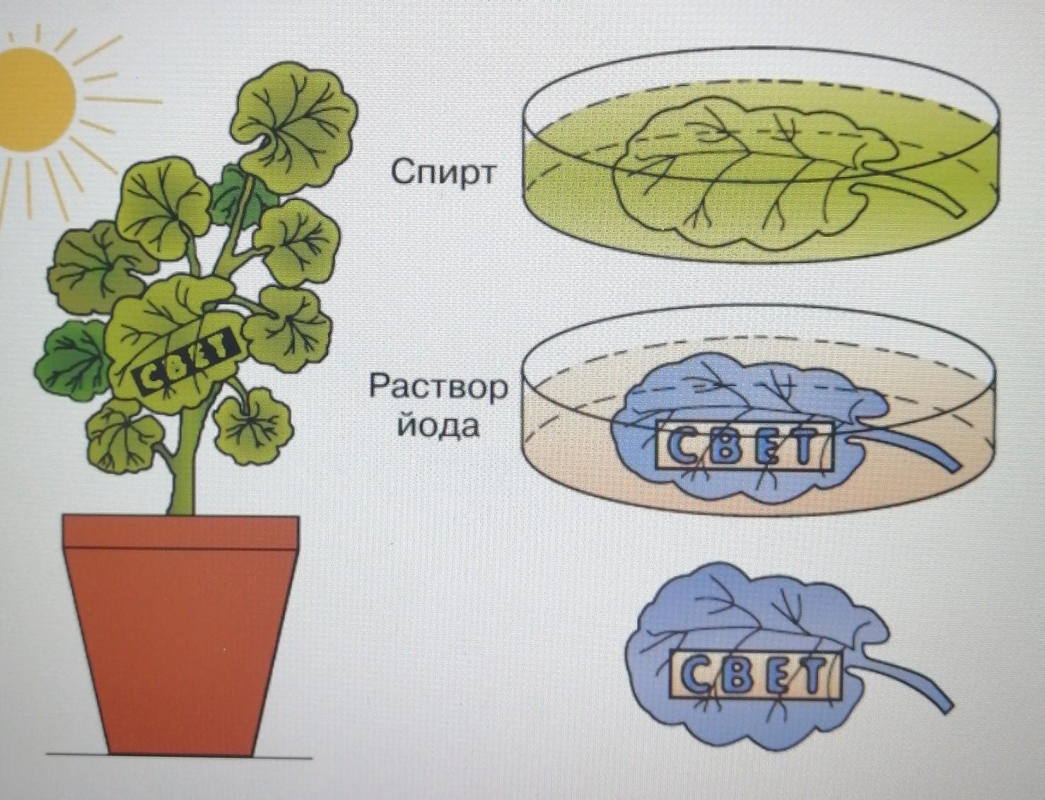 Объясните почему в листьях пеларгонии окаймленной. Фотосинтез опыт с геранью. Опыт фотосинтез образование крахмала. Опыт доказывающий образование крахмала в листьях на свету. Опыт с листом герани для фотосинтеза.