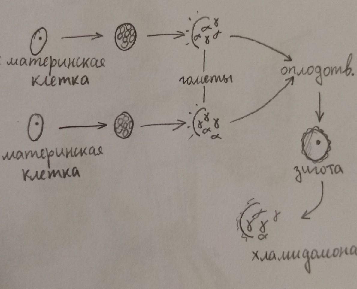 На Фотографии Изображен Процесс Бесполого Размножения Хламидомонады