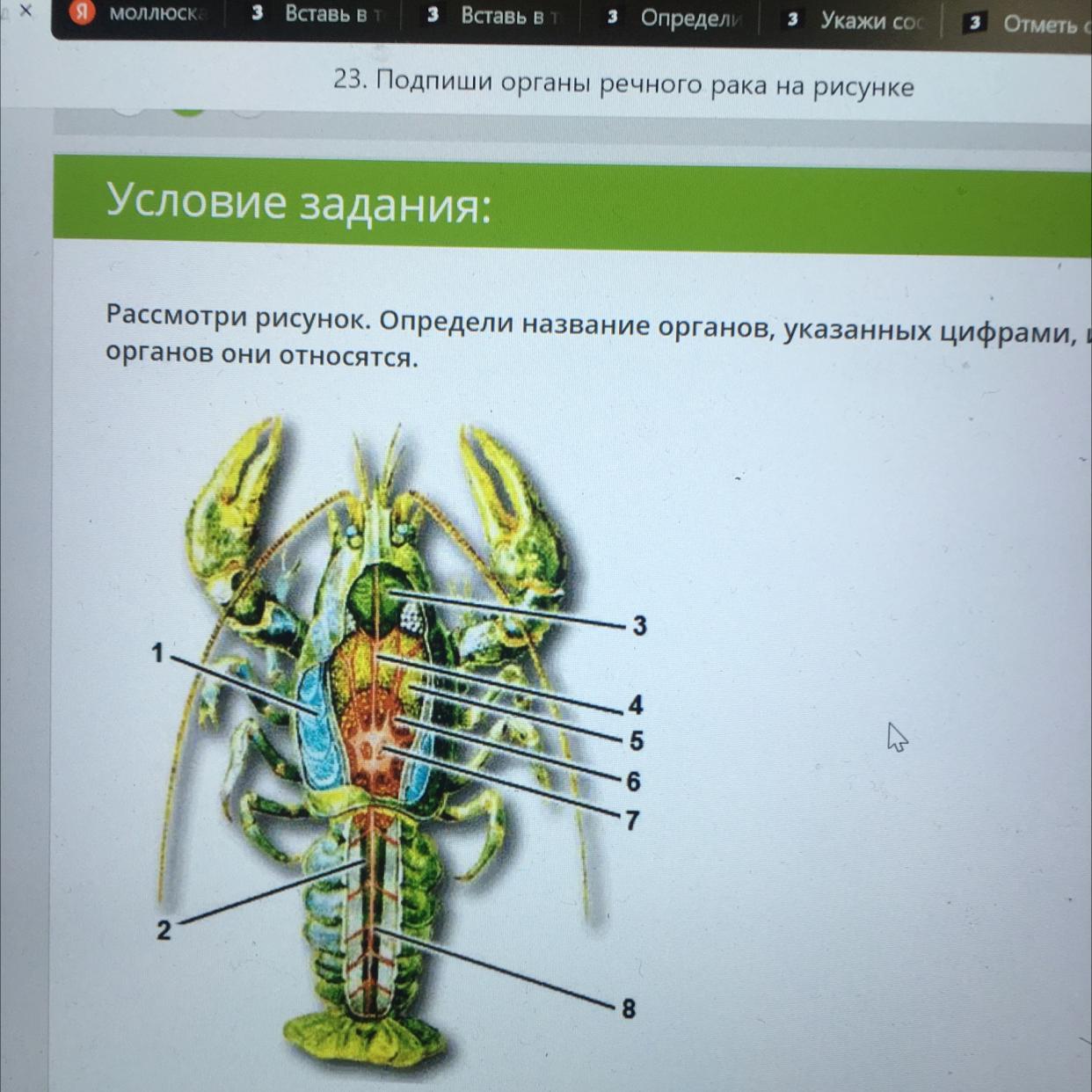 Работа по рисунку определите системы органов и определите органы обозначенные под цифрами собака