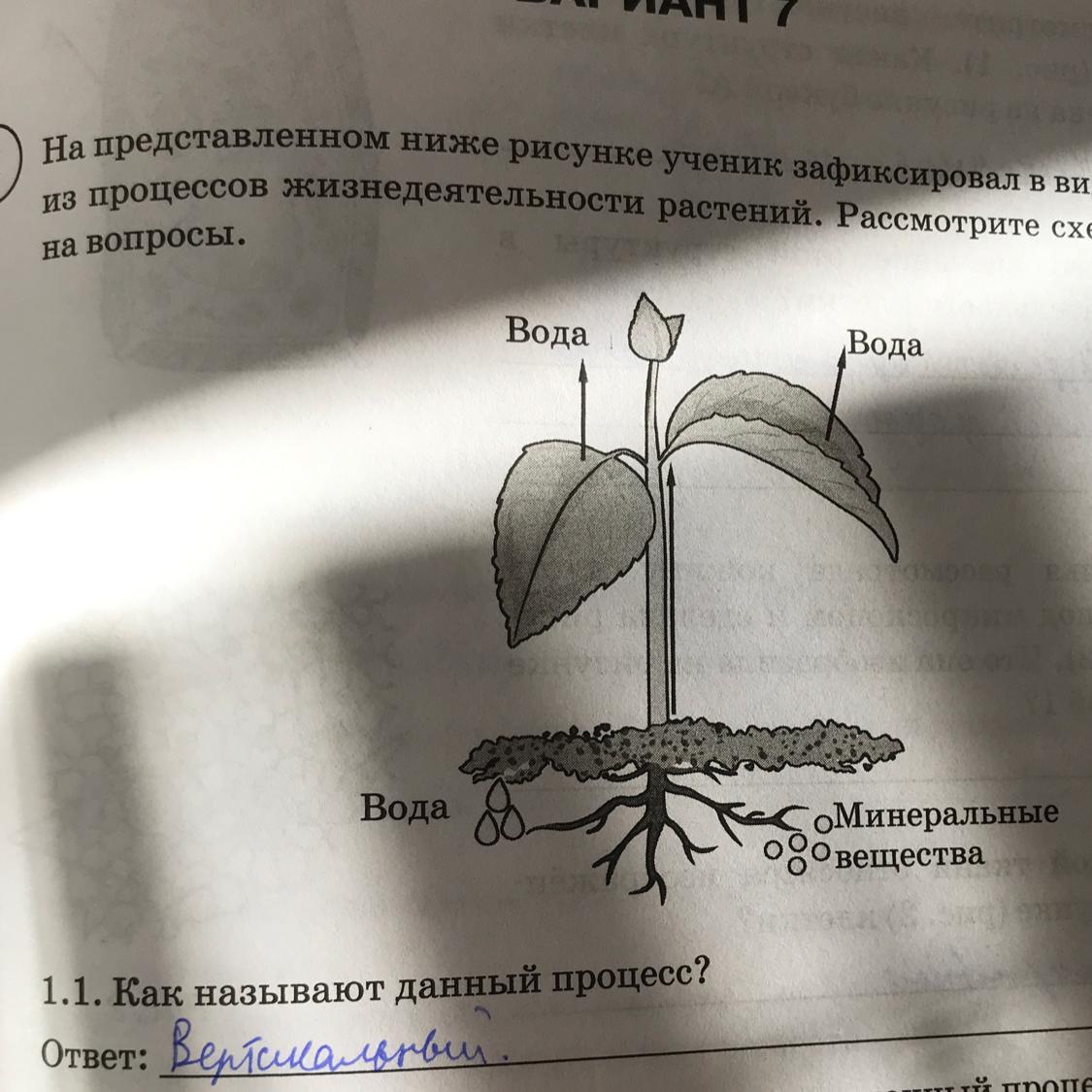 Рассмотри представленное на рисунке растение. Схемы процессов жизнедеятельности растений ученик зафиксировал. Схемы процессов жизнедеятельности растений на рисунке. Процесс жизнедеятельности растений рассмотрите схему. На представленном ниже рисунке.