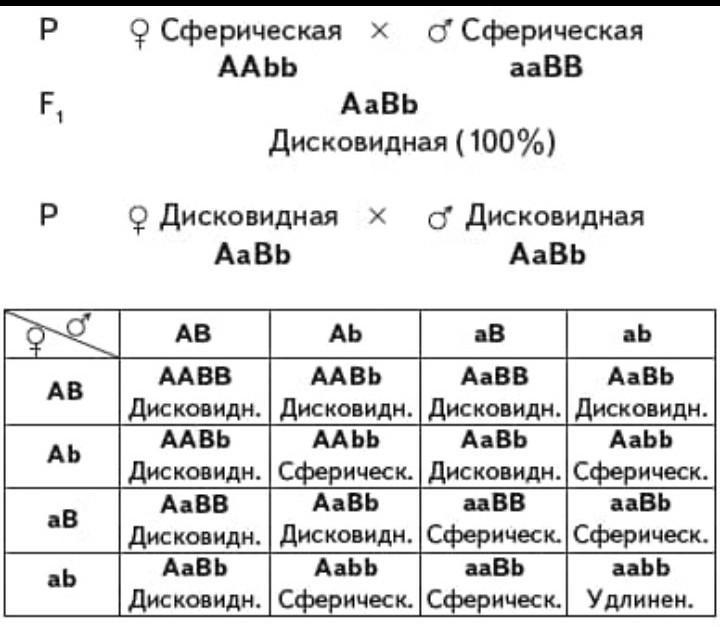 Вероятность проявления признака. У человека брахидактилия доминантный признак а альбинизм. У человека брахидактилия доминантный признак. Аллель наличия ямочек доминантный. У человека полные губы доминантный признак.