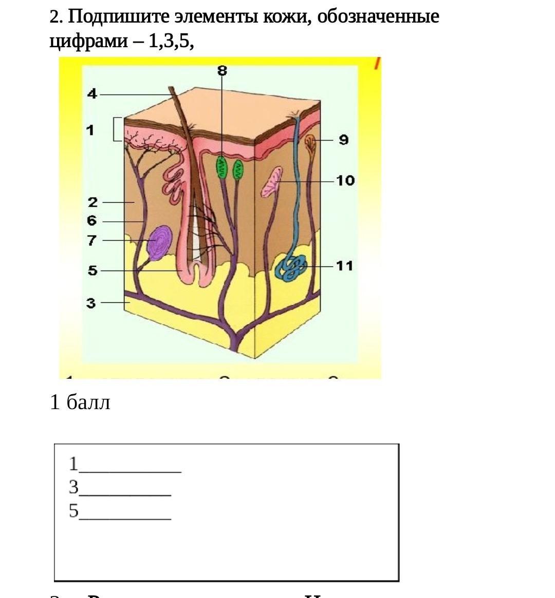 Элементы кожи. Подпишите элементы кожи обозначенные цифрами. Подпишите элементы кожи обозначая обозначенные цифрами. Элементы кожи обозначенные цифрами.