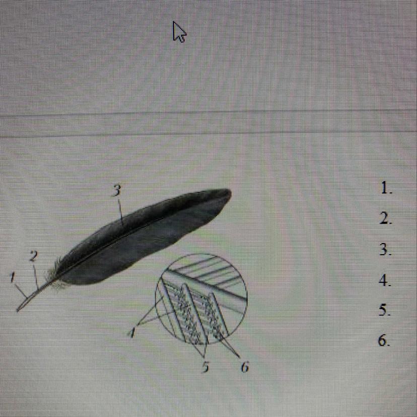 Рассмотрите рисунок напишите названия частей пера обозначенных цифрами