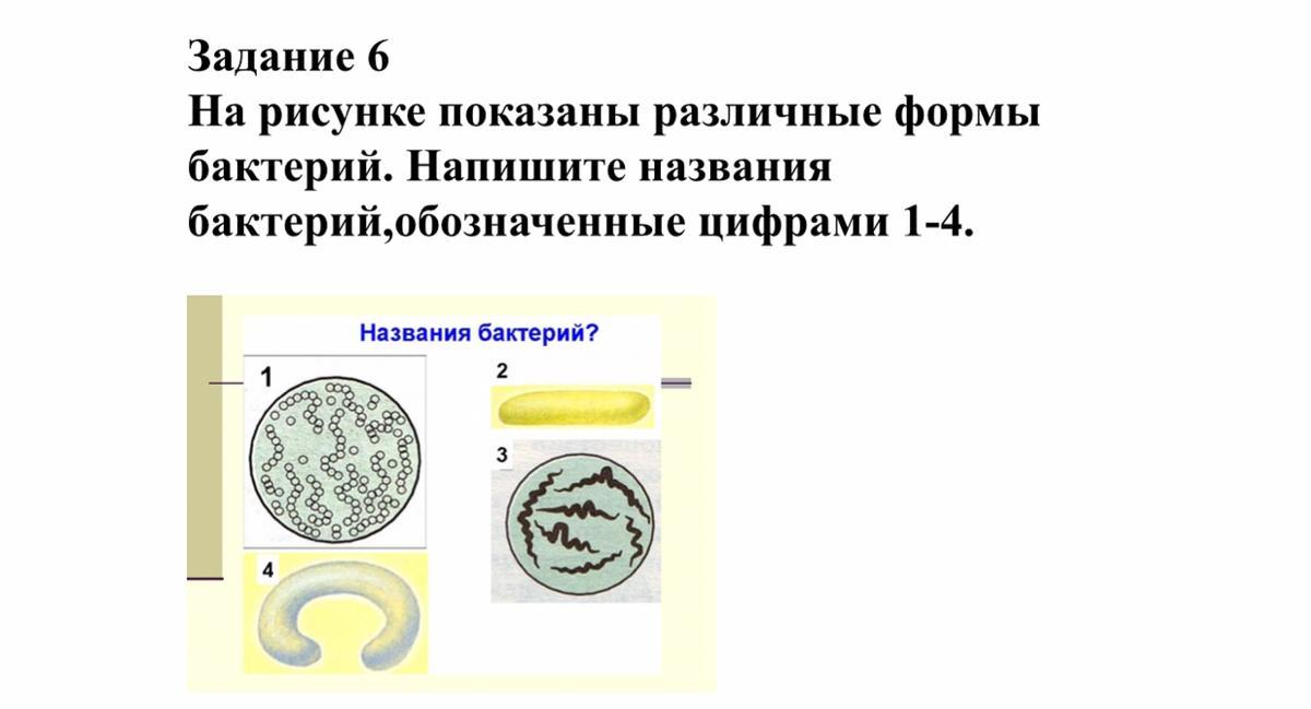 Какие формы бактерий изображены на рисунках напишите их названия