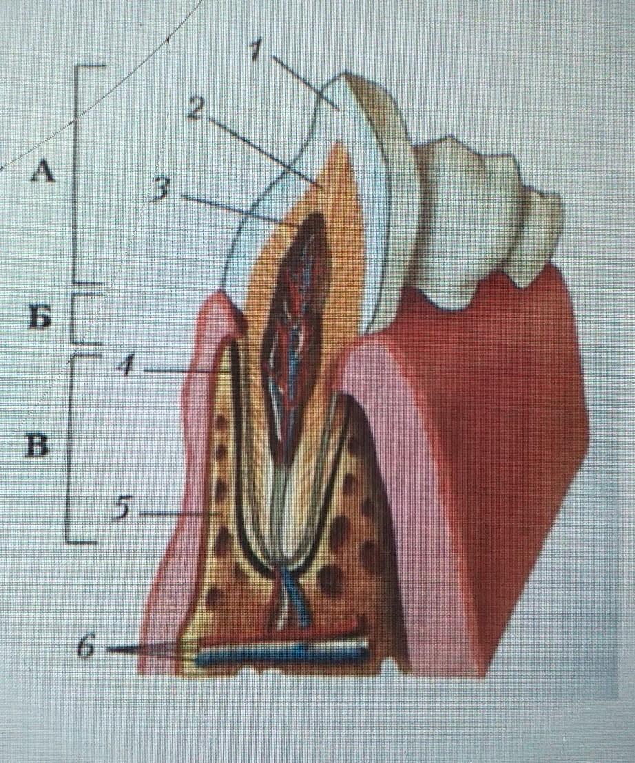 Что значит зуб на зуб не попадает. Составные части зуба. Строение зуба биология 8 класс. На рисунке коронка зуба обозначена цифрой.