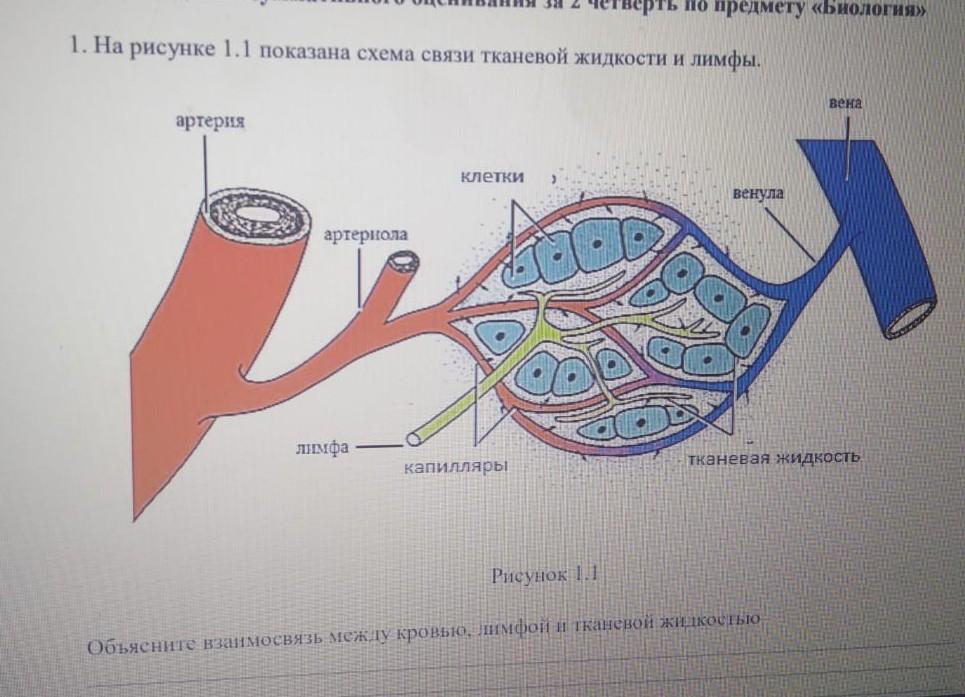 Тканевая жидкость рисунок. Предложите схему показывающую взаимосвязь тканевой жидкости.